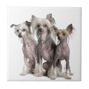 Chinese Crested Tile