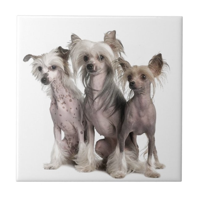 Chinese Crested Tile (Front)