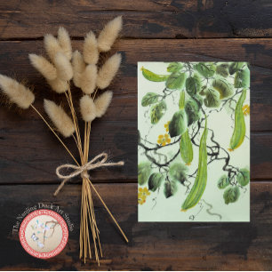 Chinese Cucumber Postcard