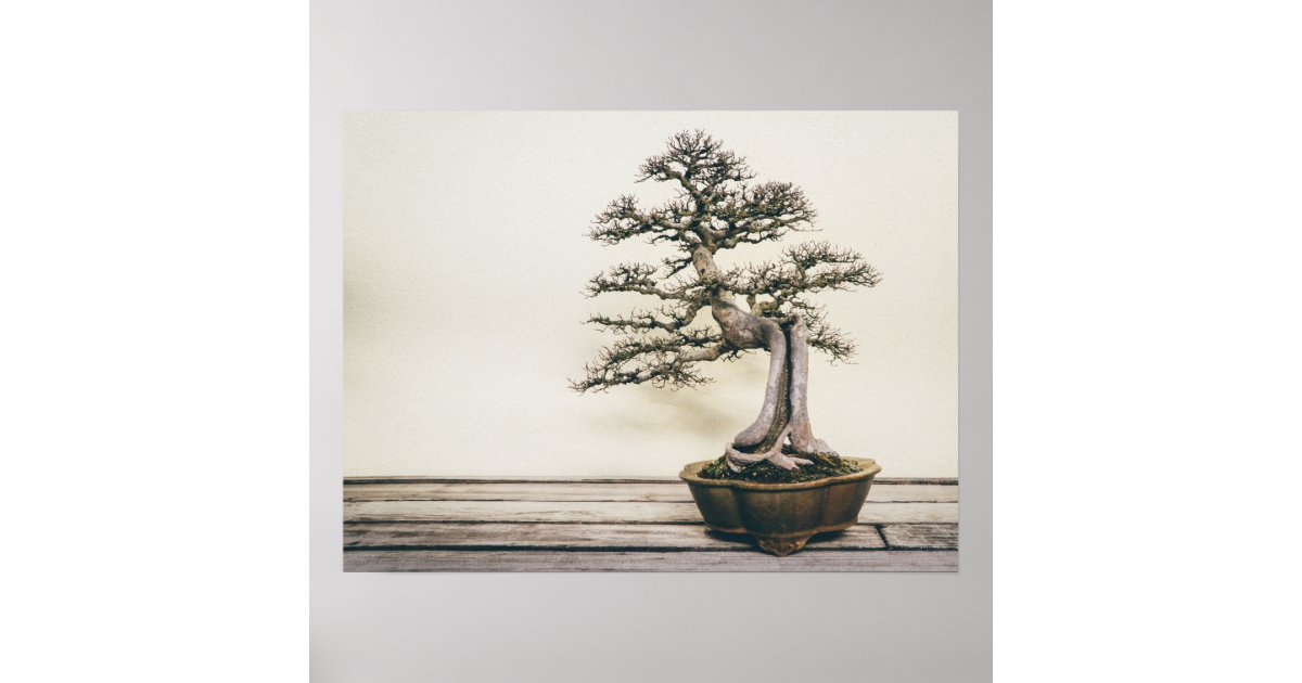 Chinese Elm Bonsai Tree In Winter Poster Zazzle Co Uk