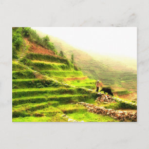 Chinese Farmer Postcard