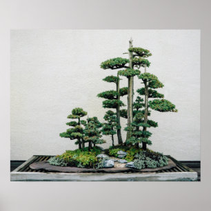 Chinese Juniper Bonsai Forest Poster
