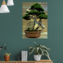 Chinese Juniper Bonsai Tree Photo