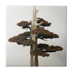 Chinese Juniper Bonsai Tree Tile
