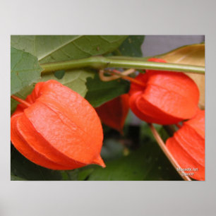 Chinese Lantern Poster