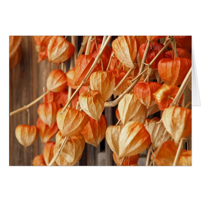 Chinese Lanterns (Front Horizontal)