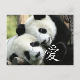 Chinese Loving Little Giant Pandas Postcard