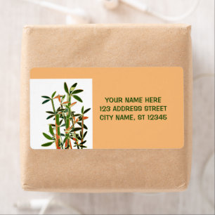 Chinese Lucky Bamboo Plants. personalised