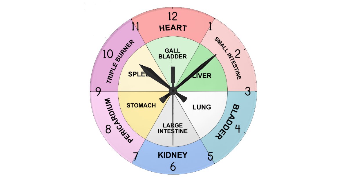 Chinese Organ Clock TCM Body Clock Zazzle.co.uk