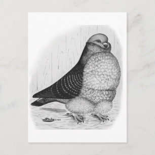 Chinese Owl Ink Drawing Postcard