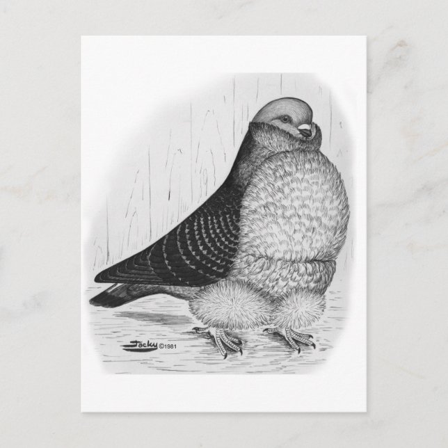 Chinese Owl Pigeon Ink Drawing Postcard (Front)