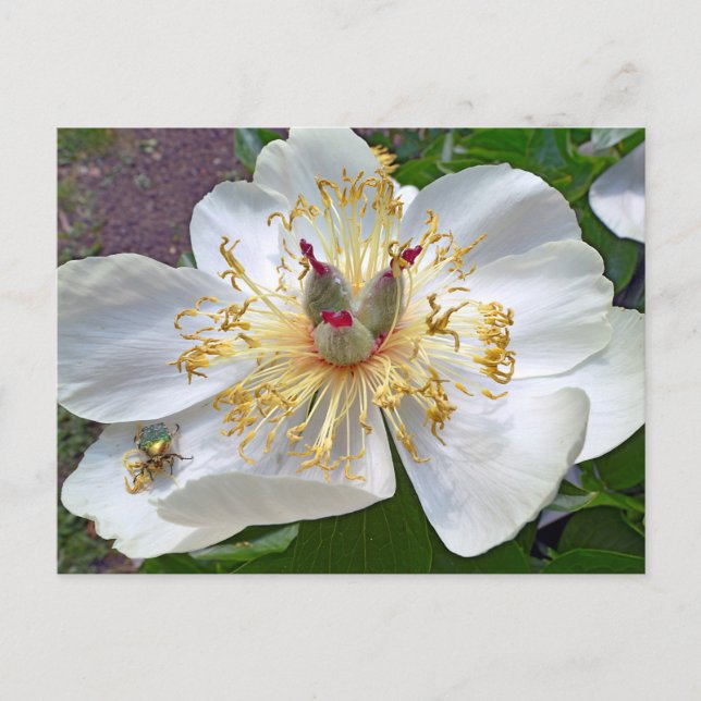 Chinese peony flower postcard (Front)