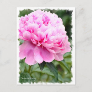 Chinese Peony [Postcard] ポストカード Postcard