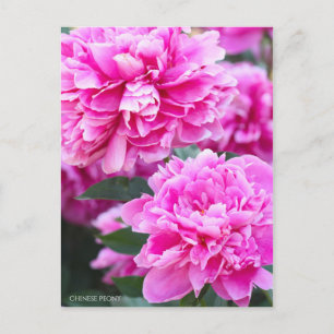 Chinese Peony [Postcard] Postcard