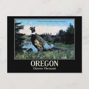 Chinese Pheasant, Oregon's Game Bird Postcard