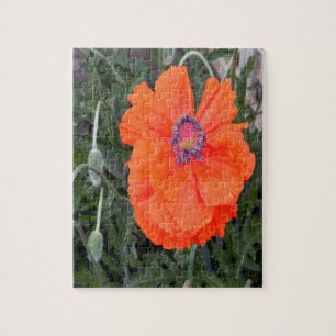 Chinese Poppy.... Jigsaw Puzzle