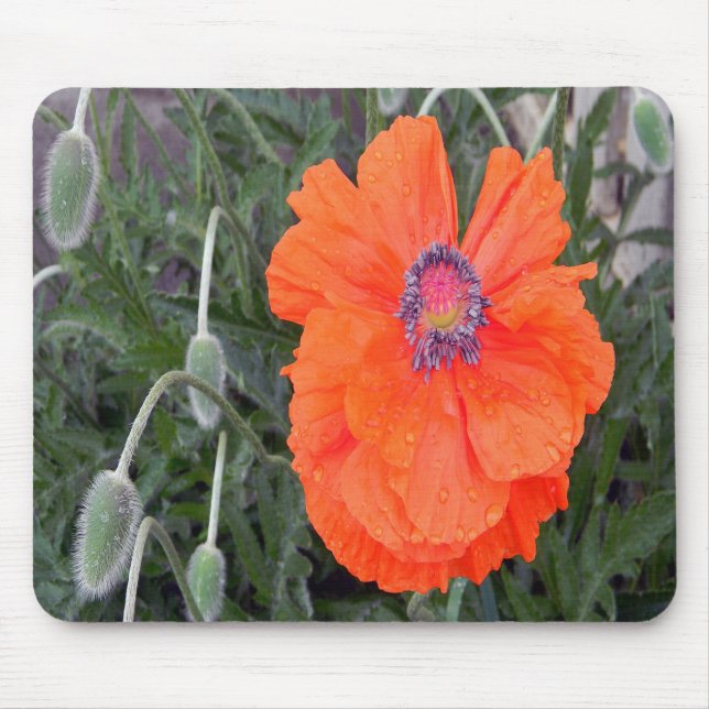 Chinese Poppy.... Mouse Mat (Front)
