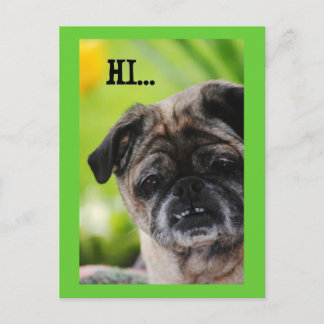 Chinese Pug Dog Hi Postcard