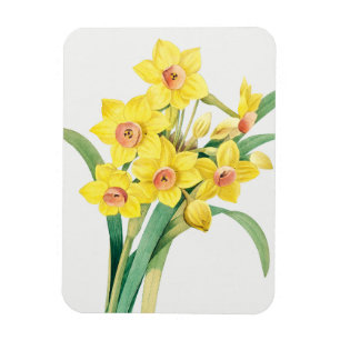 Chinese Sacred Lily, Pierre-Joseph Redouté, Magnet