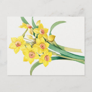 Chinese Sacred Lily, Pierre-Joseph Redouté,  Postcard