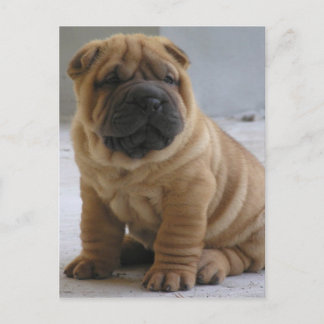 Chinese Shar Pei Postcard