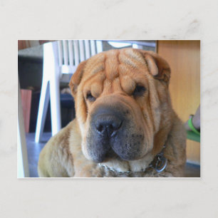 chinese shar pei postcard
