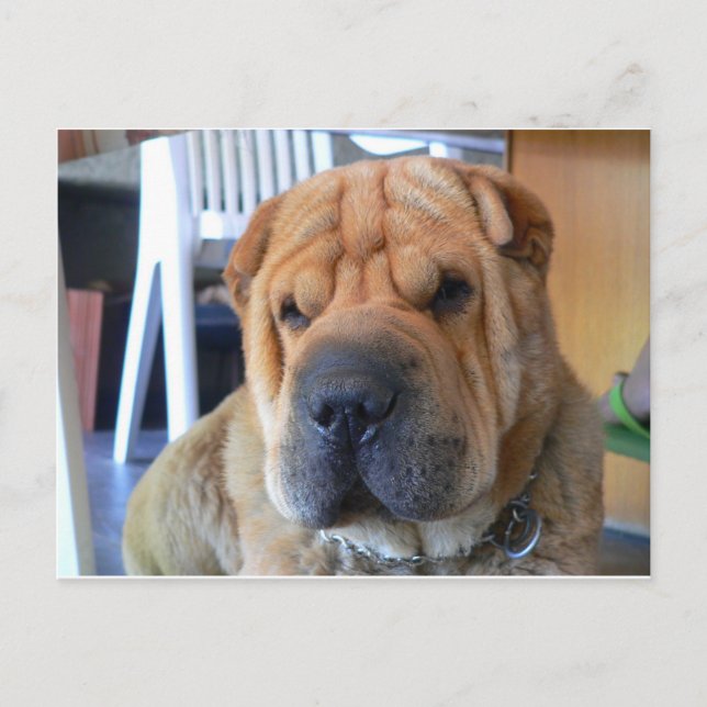 chinese shar pei postcard (Front)