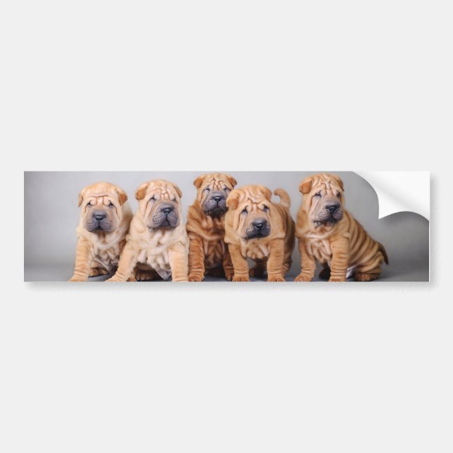 Chinese Shar pei puppies Bumper Sticker (Front)