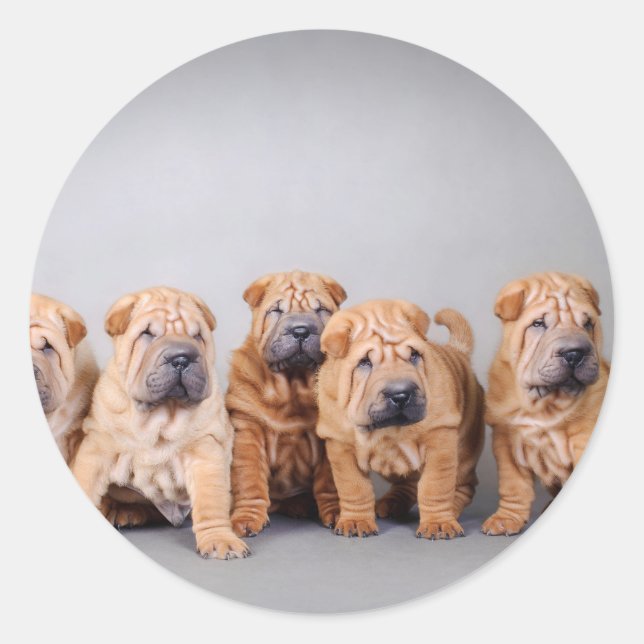 Chinese Shar pei puppies Classic Round Sticker (Front)