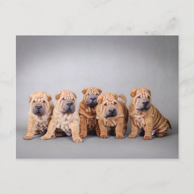 Chinese Shar pei puppies Postcard (Front)