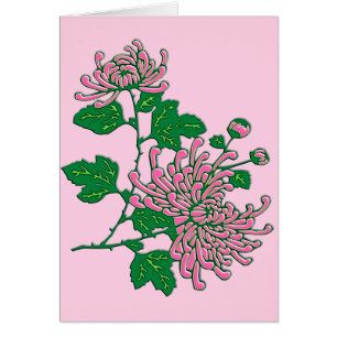 Chinese spider chrysanthemums  - soft pink