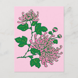 Chinese spider chrysanthemums  - soft pink postcard