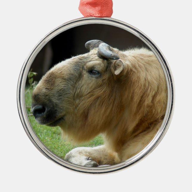 Chinese Takin Christmas Ornament (Front)