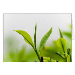 Chinese Tea Tree, "Bud and Two Leaves" (Shoot)