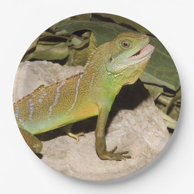 Chinese water dragon for lizard lovers paper plate (Front)
