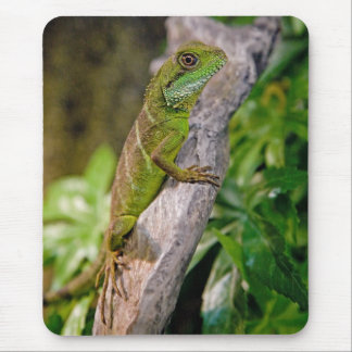 Chinese Water Dragon Mousemat