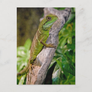 Chinese Water Dragon Postcard