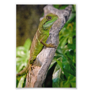 Chinese Water Dragon Print