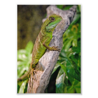 Chinese Water Dragon Print