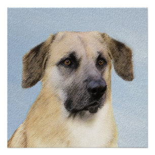 Chinook (Dropped Ears) Painting - Original Dog Art Poster