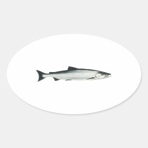 Chinook - King Salmon Oval Sticker