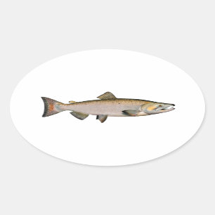 Chinook - King Salmon (spawning phase) Oval Sticker