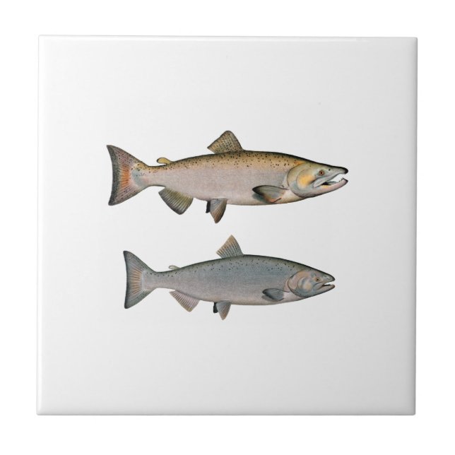 Chinook - King Salmon (spawning phase) Tile (Front)