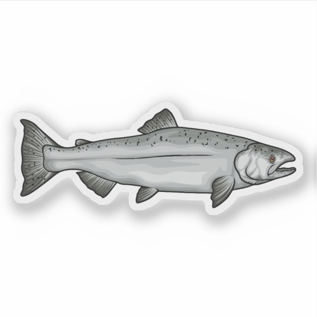 Chinook Salmon Ocean Phase illustration (Front)