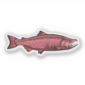 Chinook Salmon Spawning Phase illustration