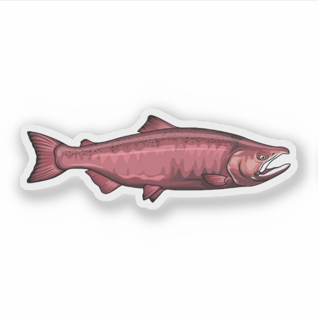Chinook Salmon Spawning Phase illustration (Front)