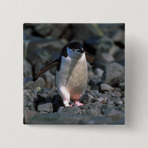 Chinstrap Penguin 15 Cm Square Badge
