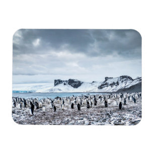 Chinstrap Penguin Colony Landscape Magnet