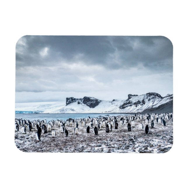 Chinstrap Penguin Colony Landscape Magnet (Horizontal)