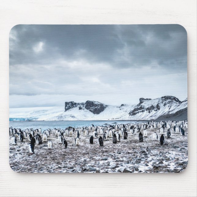 Chinstrap Penguin Colony Landscape Mouse Mat (Front)